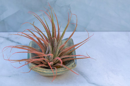 Ionantha Guatemala air plant. Close-up, selective focus.の写真素材