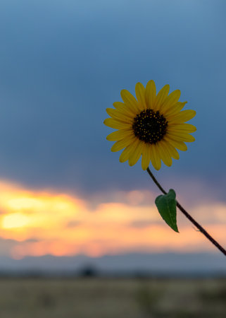 A sunflower with the stormy sunset sky in the background in Aurora, Coloradoの写真素材