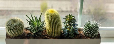 Groupe of small cactuses and succulents in the rectangle pot near the windowの写真素材