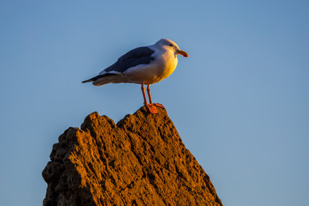 Seagull on a rock in the El Pescador State Beach in South Californiaの写真素材
