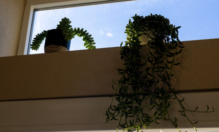 Two potted succulents on the window. String of Bananas and Donkey's Tailの写真素材