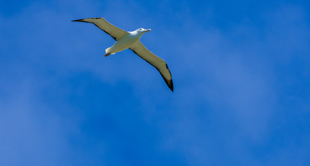 Northern royal albatross in flight, Taiaroa Head, Otago Peninsula, New Zealand.の写真素材