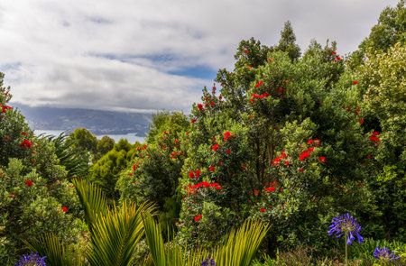 Beautiful Garden of Larnach Castle on a sunny day. Dunedin, New Zealandの写真素材