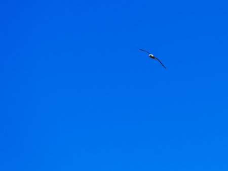 Northern royal albatross in flight, Taiaroa Head, Otago Peninsula, New Zealand.の写真素材