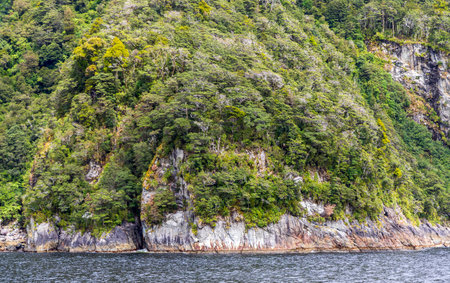 Lush forest on the rock viewed on the Doubtful Sound cruise. Beautiful scenery in Fiordland National Park, South Island, New Zealandの写真素材