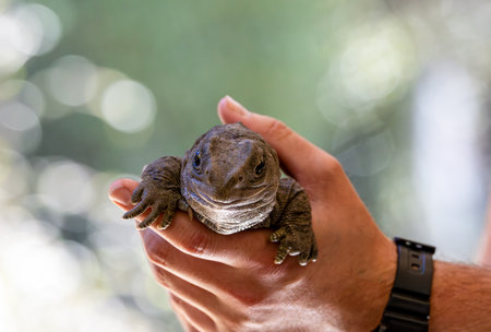 Tuatara in the hand. An ancient reptile native to New Zealand.の写真素材