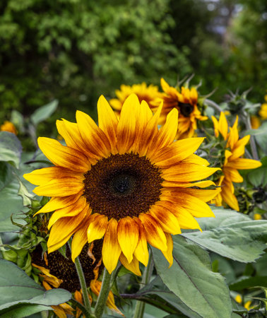 Sunflowers in bloom in South Island, New Zealandの写真素材