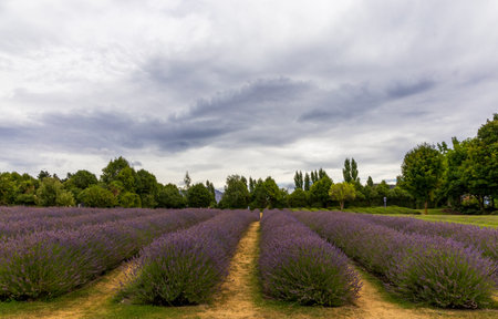 Beautiful lavender fields in South Island, New Zealandの写真素材