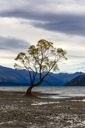 Landscape view of That Wanaka Tree. Lake Wanaka, South island, New Zealandの写真素材