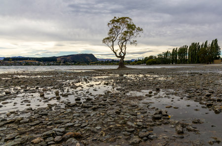 Landscape view of That Wanaka Tree. Lake Wanaka, South island, New Zealandの写真素材