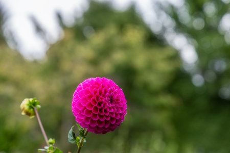 Close-up of dahlia flower in full bloom in South Island, New Zealandの写真素材