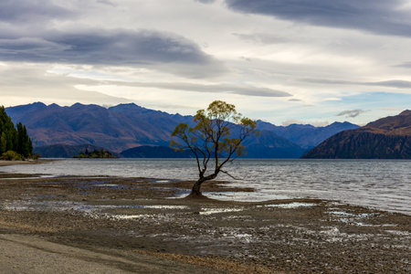 Landscape view of That Wanaka Tree. Lake Wanaka, South island, New Zealandの写真素材