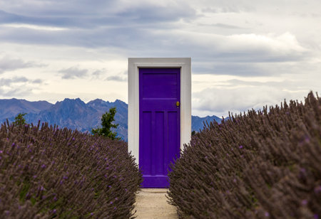 Beautiful lavender fields in South Islandの写真素材