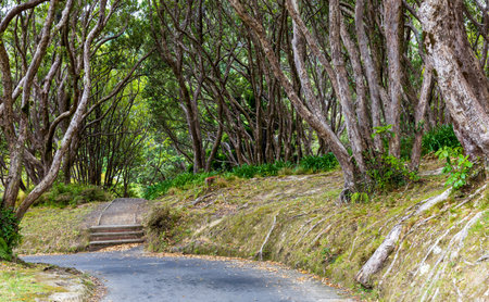 Wellington Botanic Gardens and Carter Observatory in Wellington, New Zealand.の写真素材