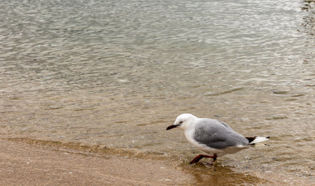 Red-billed gull on the beach in Wellington, New Zealandの写真素材