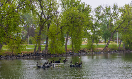 Double-crested cormorants (Nannopterum auritum) in Holliday Park of Cheyenne, Wyoming.の写真素材