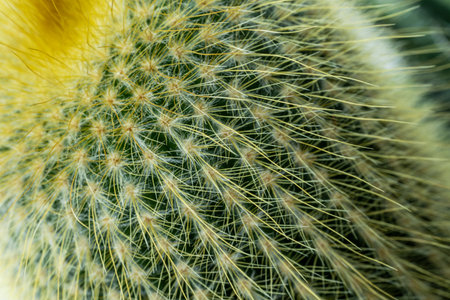 Echinocactus Grusonii, golden ball cactus. Close-up, selective focusの写真素材