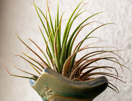 Air plant, Tillandsia Ionantha, houseplant succulent in the pot, isolated. Close-up, selective focusの写真素材