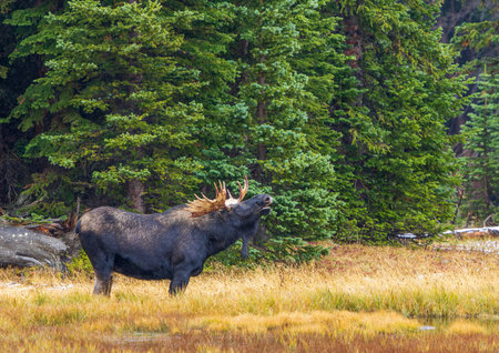 A Bull Moose (Alces Alces) in the forest of Wyoming in a light snow