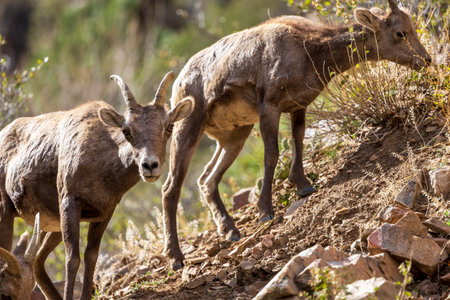 Wild Bighorn Sheep in the Waterton Canyon, Rocky Mountains, in Littleton, Coloradoの写真素材