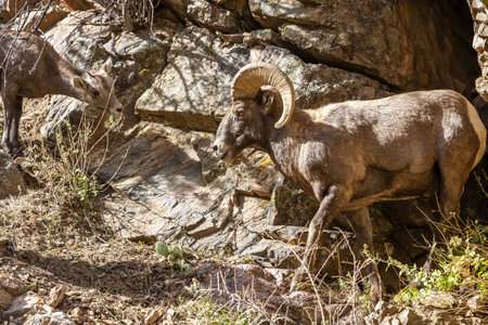 Wild Bighorn Sheep in the Waterton Canyon, Rocky Mountains, in Littleton, Coloradoの写真素材