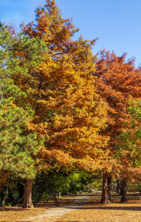Beautiful Piedmont Park in autumn, Atlanta, Georgiaの写真素材