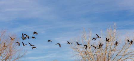 A flock of geese in the blue sky behind the naked trees