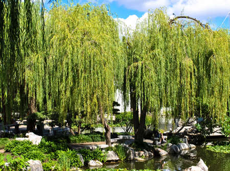 Weeping Willow II
