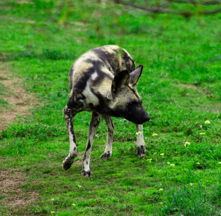 African Wild Dogの写真素材