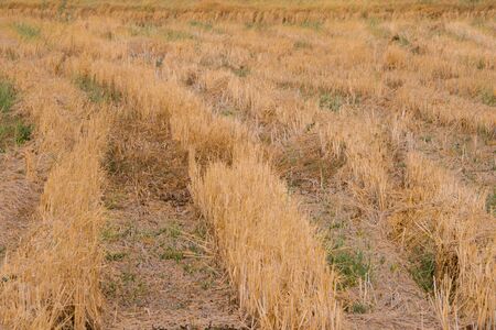Dry harvested rice field with grass