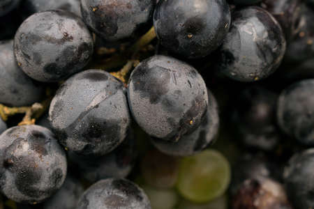 Grapes white and dark close up backgroundの写真素材