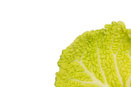 A close up of a savoy cabbage leafの写真素材
