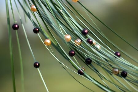 Bouquet decoration from green spear with coloured pearlsの写真素材
