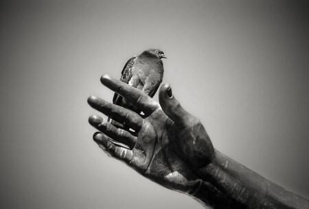 Pigeon on a sculpture's hand, Marcus Aurelius, Romeの写真素材