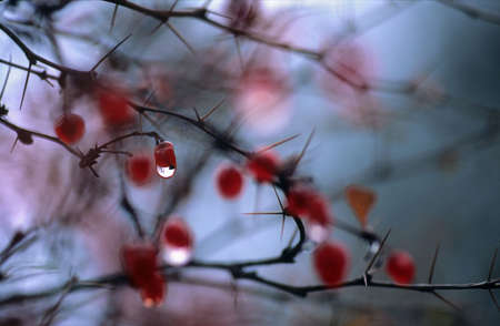 The last drop, in the winter timeの写真素材