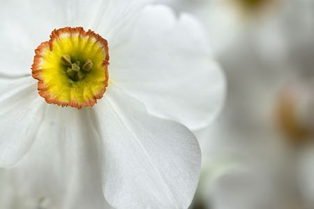 Beautiful white narcis close-upの写真素材