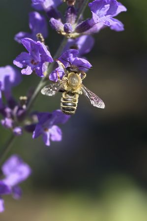 Honey bee on a lavender flower