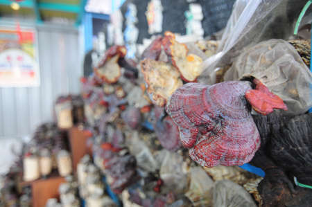 Fresh Mushroomの写真素材