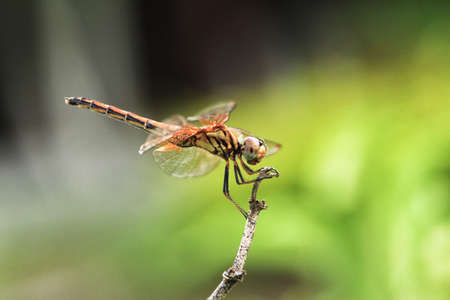 dragonflyの写真素材