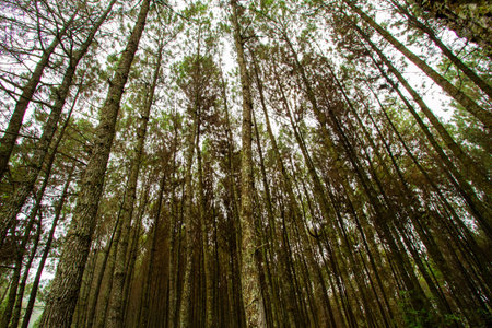 Low angle view of tall pine trees rising in a dense forest with branches reaching toward the sky....