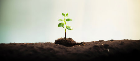 Green plant seedling in soil. Concept of new life, growth, environmental conservation.の素材