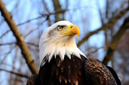 Bald Eagle (Haliaeetus leucocephalus). Freedom conceptの素材