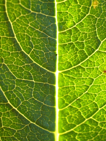 A macro shot of a beautiful green leaf
