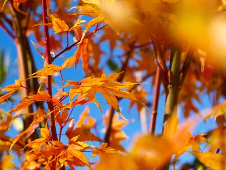 A shot of a beautiful leaf of a maple treeの写真素材