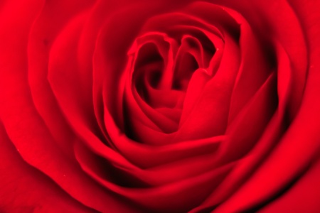 a macro shot of a gorgeous red roseの写真素材