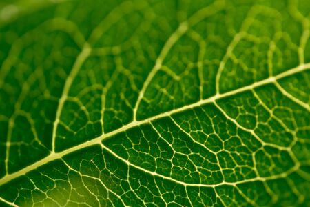a macro shot showing the veins of a rose leafの写真素材