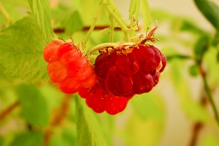 a shot of some raspberry growing from the plant