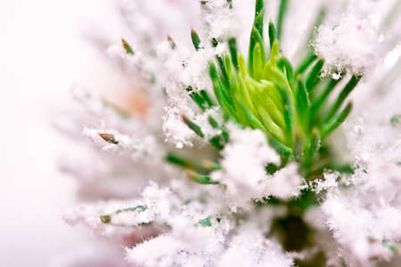 close of pine needles growing in the snowの写真素材