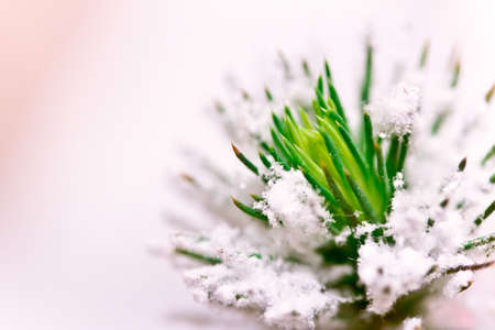 close of pine needles growing in the snowの写真素材