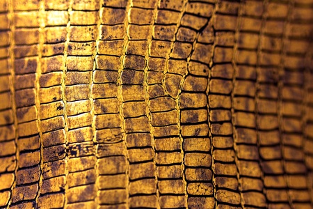 a texture background of reptile  snake crocodile  skinの写真素材